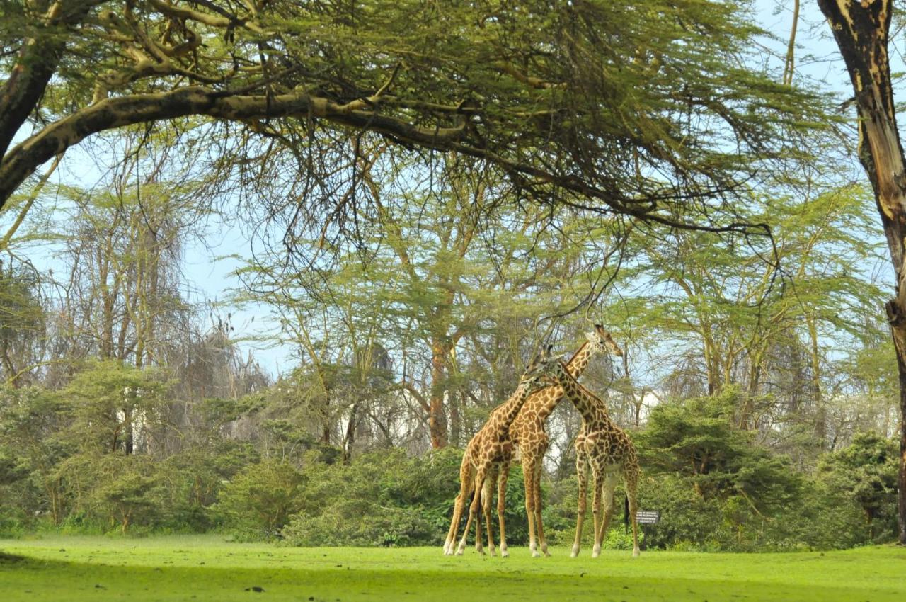 Lake Naivasha Sopa Resort Dış mekan fotoğraf